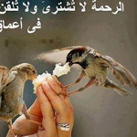 ������ �� �����