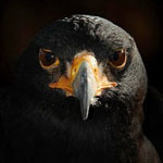 ����� ������