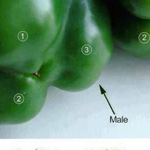 ������ �����