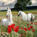 ���� ����