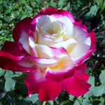 ���� ����� ����� �� ���� ������ ����� ���� �� ���� �����