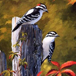 ���� �����