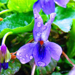 ����� ������ �����