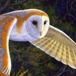 ������ �������