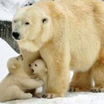 ����� ���� �������� ����� ����