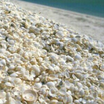 ���� �����