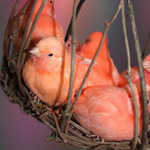 ���� ����� ������� �� ������ ���� �������