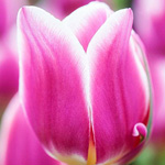 ������ ���� �������