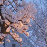 ���� �������