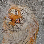 ������ ������� �� ������ �������� ��������� 2012