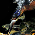 ���� ����� ����� ����� ���� ��� �����