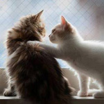 ��� ����� ����� �� ��� ������� ��� �������