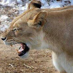 ��� ��� ������ ���� �� �����