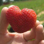 ����� ����