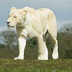 ������ ����� �� ������ �������