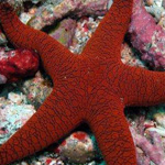 ����� ������ ���� �� ������� ������ ������ ������