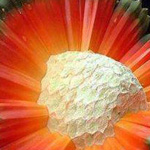 ����� ������ �� ��� �������