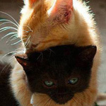 ���� �������� �����