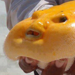 ���� ������� ...����� ���� ������