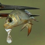 ����� ������