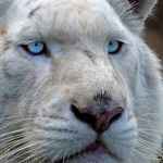 ���� ����� ������ �����