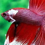 ���� �� ����� ������