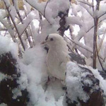 ��� ����� ����� ���� �����