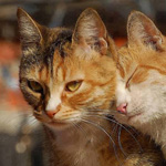 ���� ��� ��� ����