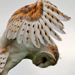 ��� ������ ����� ����� ������� ����� �����