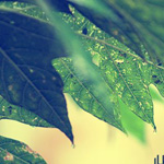 ���� ������ 