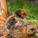 ����� ������ ���� ����!!!