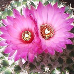 ����� ���� ���� ����� :-)