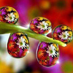 ������ ���� ����� ��� ����� �����