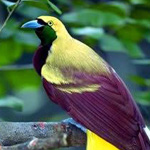 ���� �������