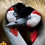 ����� ����