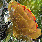 �� ��������