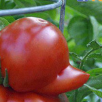 ��� ����� ���� �����