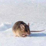 ���� �� ���� ������ ����� ����� ���