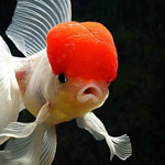 ������ ��� ������ �������