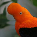 ���� ������� ������