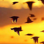 ��������� ��������� ����������� �������.. ���� ���� �����