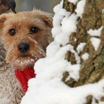 ���� �����