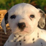 �� ������� �� �����