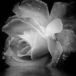 ���� �� �� ��������