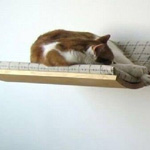 ����� �����