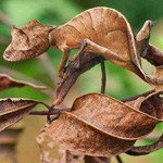 ������� �� �������