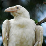 ������ ������ ������