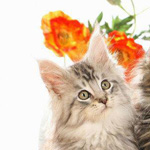 ����� ������� �����