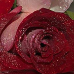 �� ����� �����