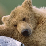 ������� �������